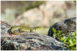 Timon lepidus Weibchen - Südfrankreich-