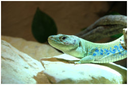 Timon lepidus Männchen