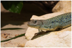 Timon lepidus Weibchen