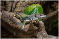 Timon nevadensis Männchen