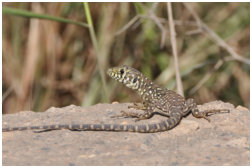 Timon nevadensis Jungtier