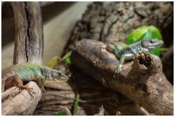 Timon nevadensis Weibchen und Männchen