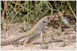 Timon nevadensis Weibchen -Spanien-