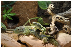 Timon lepidus Pärchen