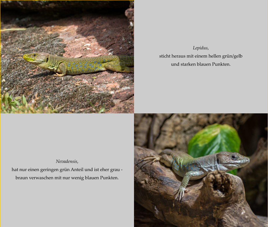 Lepidus, sticht heraus mit einem hellen grün/gelb und starken blauen Punkten. Nevadensis, hat nur einen geringen grün Anteil und ist eher grau - braun verwaschen mit nur wenig blauen Punkten.